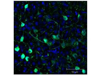 Superfolder GFP fluorescent protein molecular structure