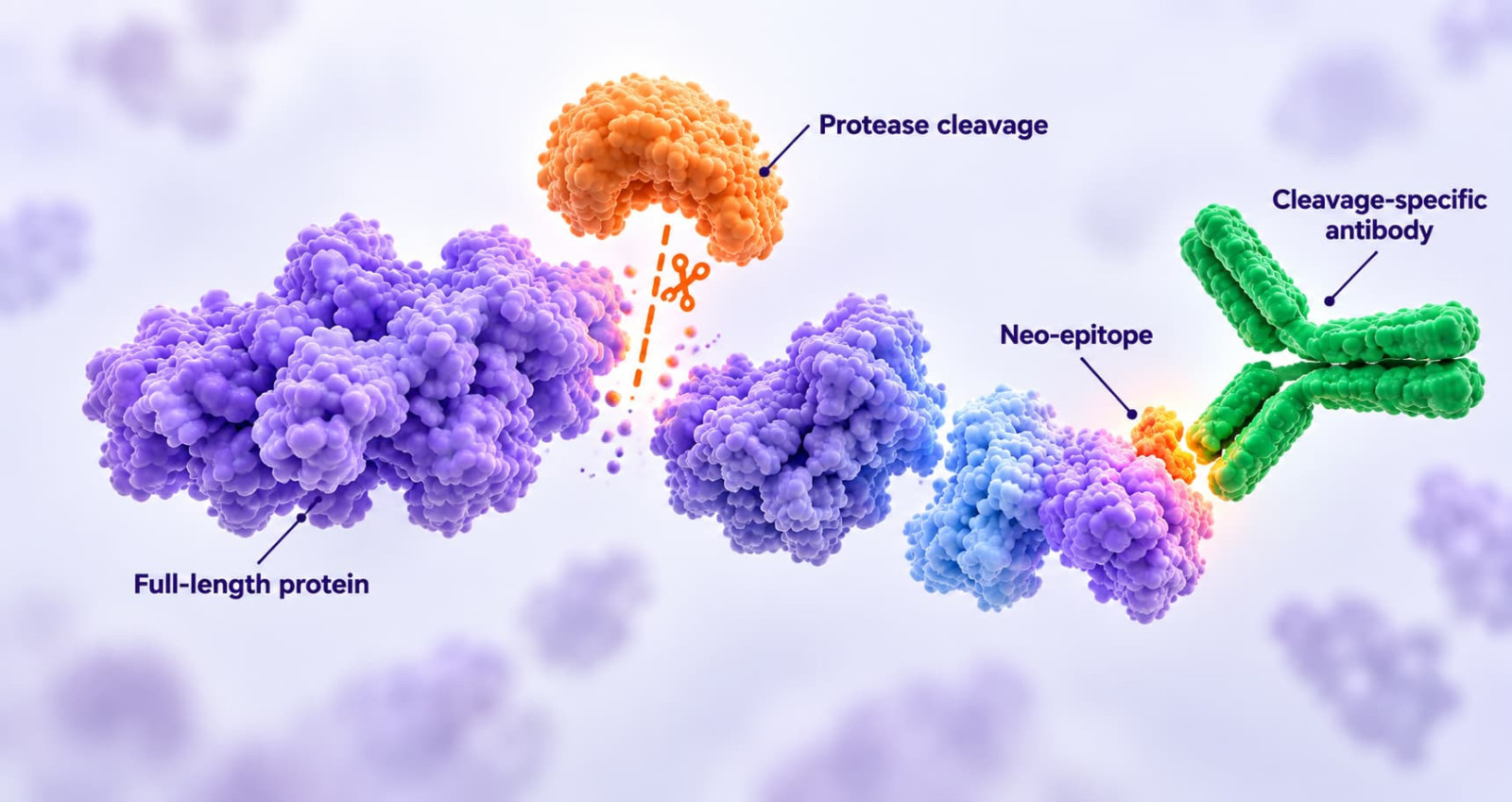 Protease cleavage of a full-length protein exposing a neo-epitope recognised by a cleavage-specific antibody