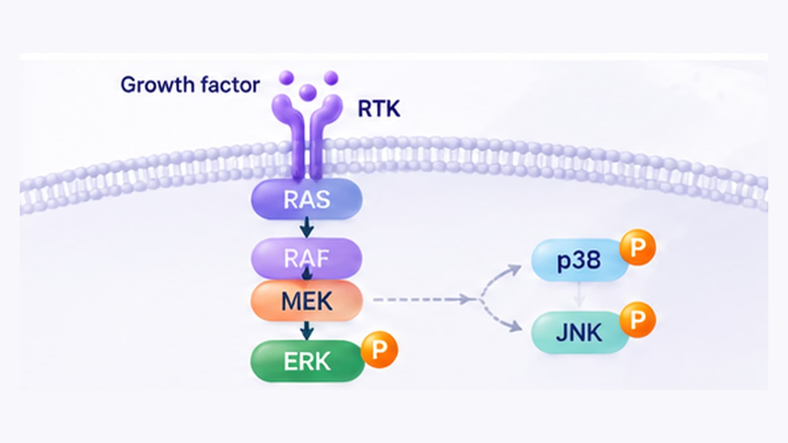 MAPK phosphorylation cascade showing MEK, ERK, JNK and p38 signaling