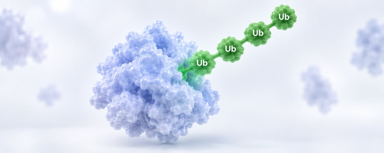 Ubiquitination antibodies