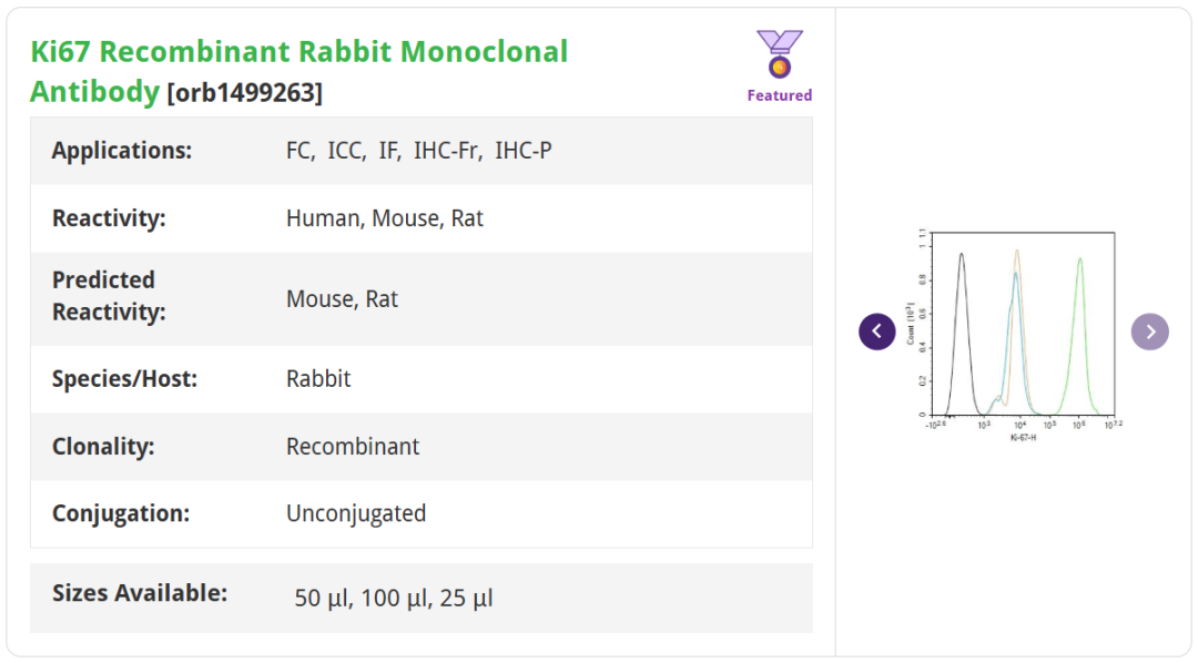 Ki67 Recombinant Rabbit Monoclonal Antibody orb1499263 产品信息