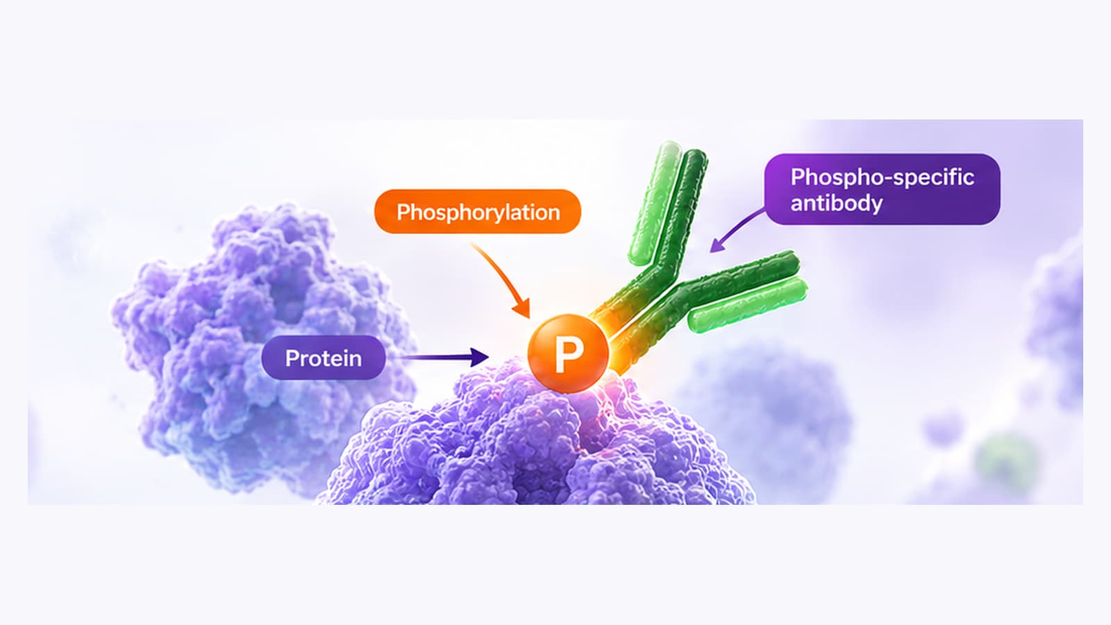 Phospho-specific antibody binding a phosphorylated protein site in cell signaling research
